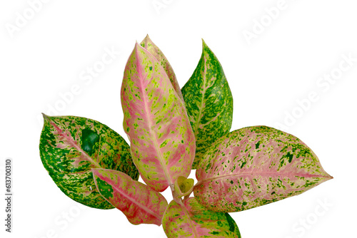 Tropical Aglaonema lady valentin pink leaves isolated on transparent background. PNG transparency	