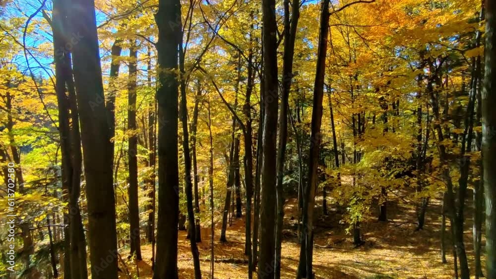 Panoramic view of the autumn leaf colour in the mountain Panoramic view of the autumn leaf colour in the mountain