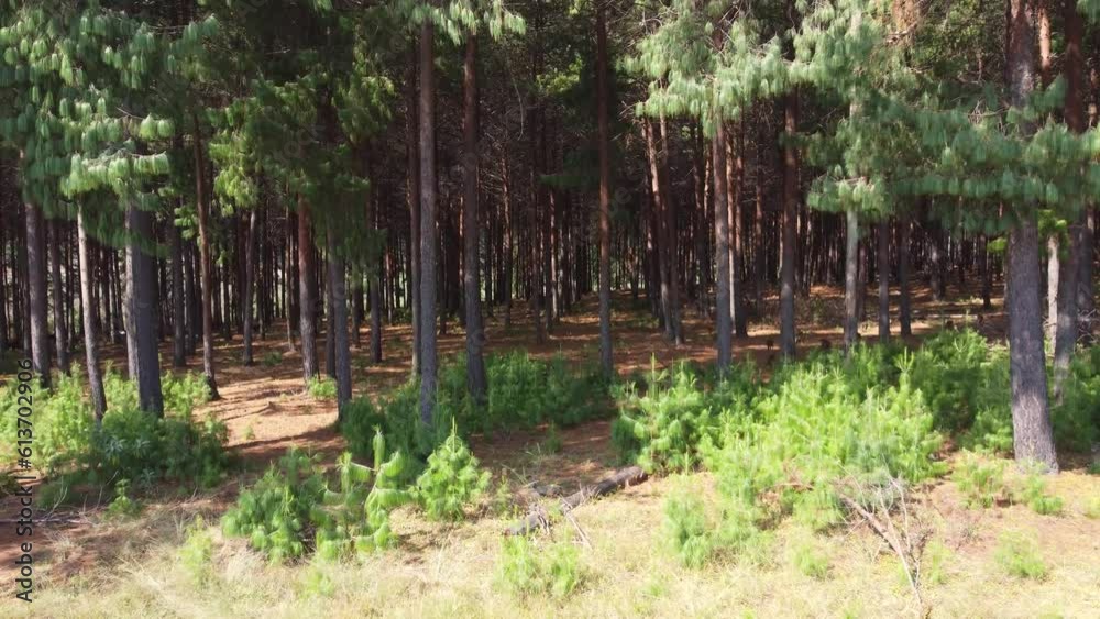 Troop of baboons flee into shaded pine forest at daytime, aerial dolly in Troop of baboons flee into shaded pine forest at daytime, aerial dolly in