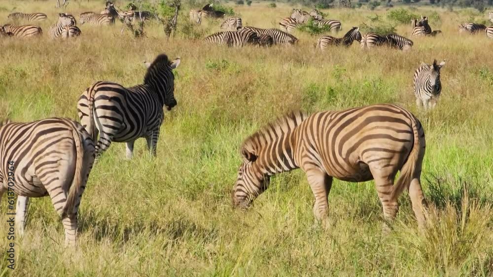 Herd of Burchell's Zebra grazing in Kruger National Park savanna landscape Herd of Burchell's Zebra grazing in Kruger National Park savanna landscape