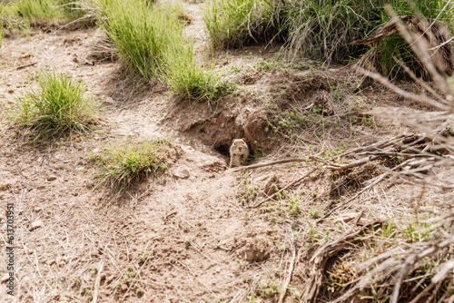 Gopher sits and looks out of his hole among the green grass. Wild animal in wildlife close-up. Baby gopher eats grass © Liudmila