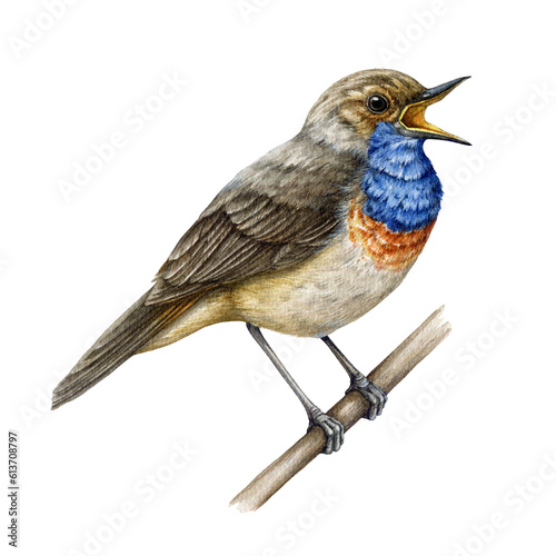 Photography Bluethroat singing watercolor illustration