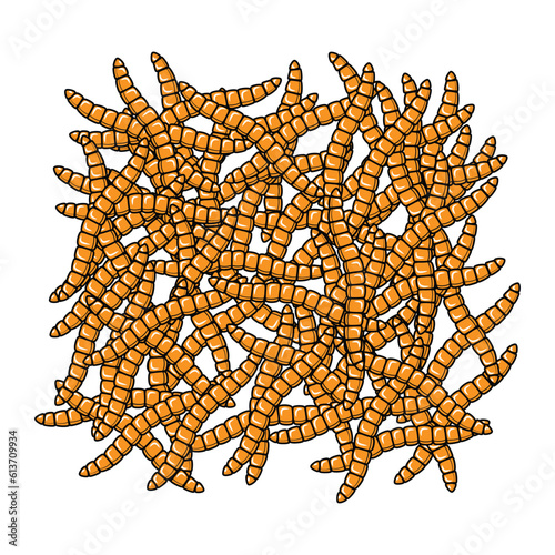Illustration of a group of orange corals on a white background