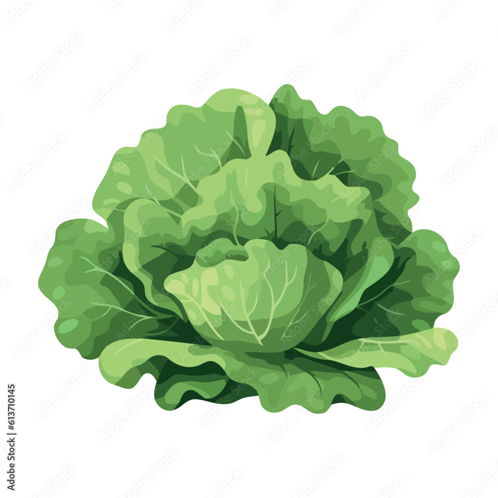 Obraz premium Fresh organic lettuce, healthy meal option