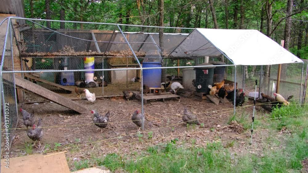 Cage free hens in the enclosure while chicken being organically raised in the back yard farm Cage free hens in the enclosure while chicken being organically raised in the back yard farm