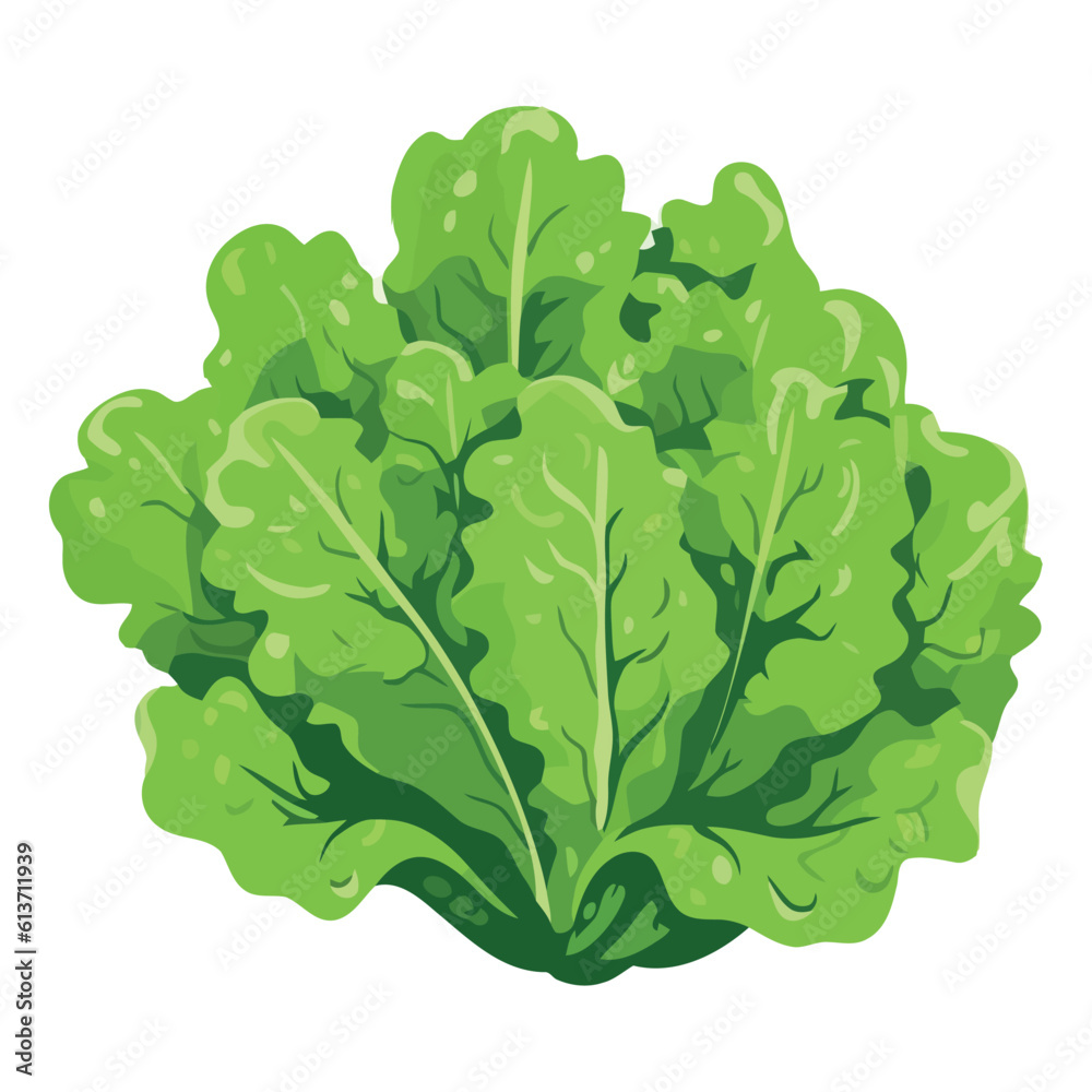 Fresh organic lettuce, a vegetarian healthy meal Fresh organic lettuce, a vegetarian healthy meal