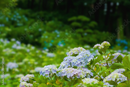 幻想的な紫陽花（アジサイ）の花畑