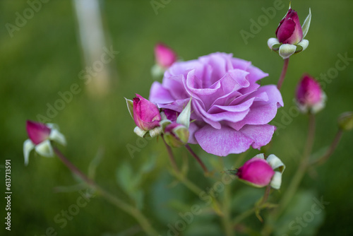 pink flowers in the garden