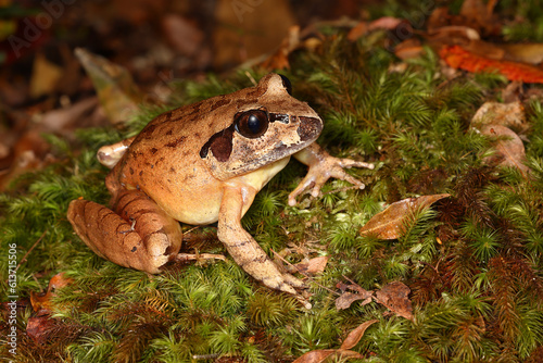 Australian Southern Stuttering Frog on forest floor