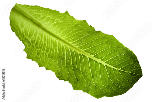 one leaf of roman lettuce on white background