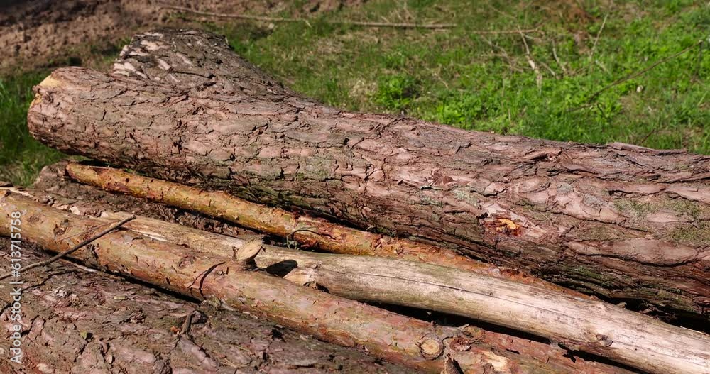 a pile of pine trunks for further processing at a sawmill, sawn pine logs lying on the forest territory a pile of pine trunks for further processing at a sawmill, sawn pine logs lying on the forest territory