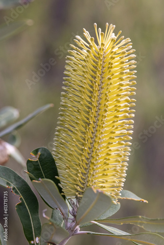 Close up of Australian Coast Banksia flower photo