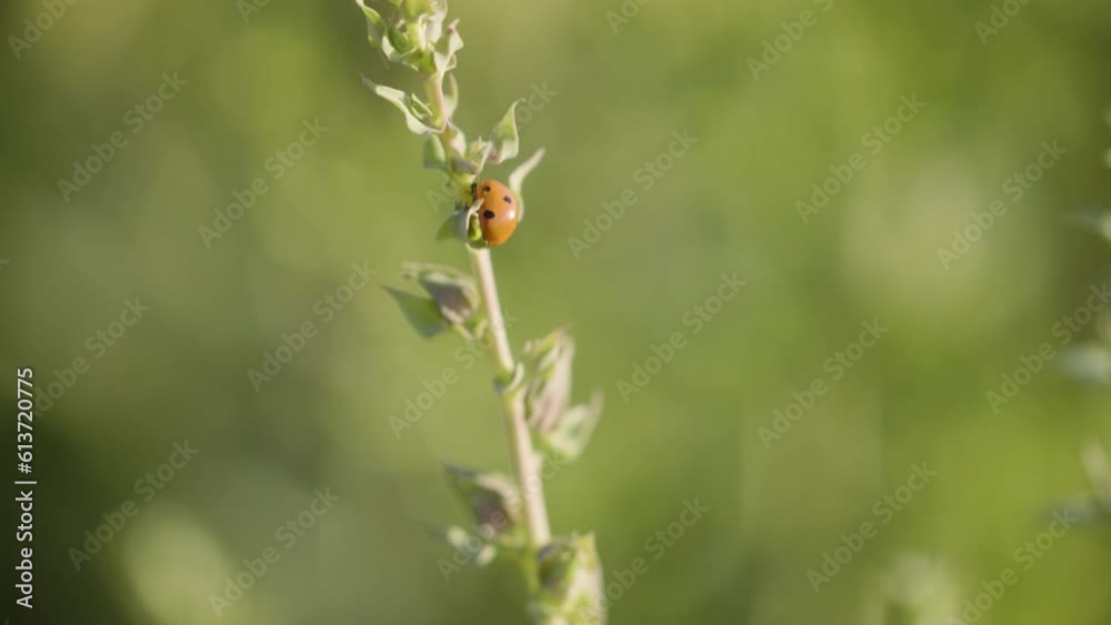 ladybug on a twig flowers plant, flower field background, ladybird rural scenery, bright sunny light, blur bokeh, calm peaceful macro close up shot, lady beetle. ladybug on a twig flowers plant, flower field background, ladybird rural scenery, bright sunny light, blur bokeh, calm peaceful macro close up shot, lady beetle.