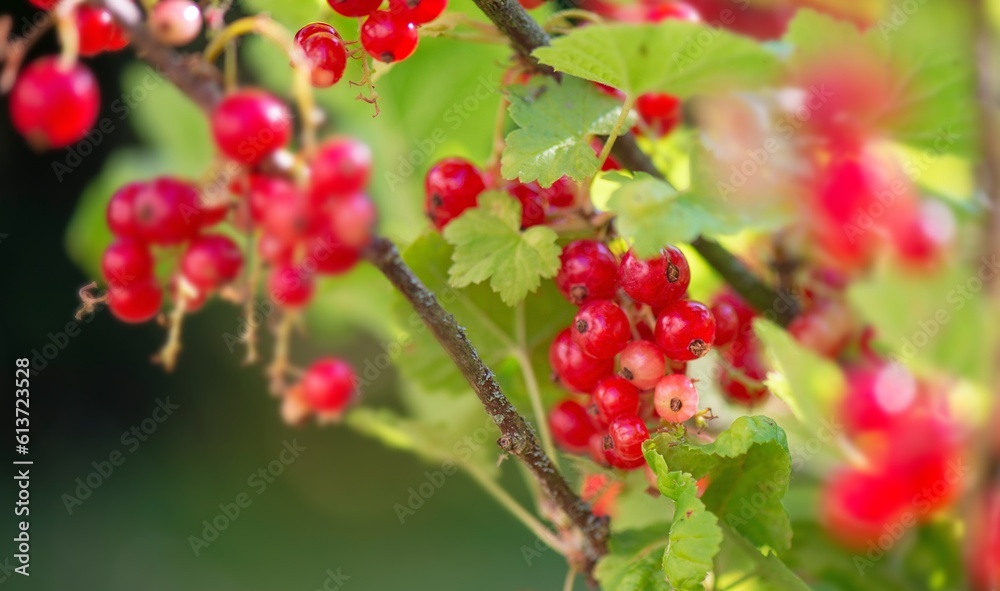 close up on branch of ripe red currant in a garden on green background.
