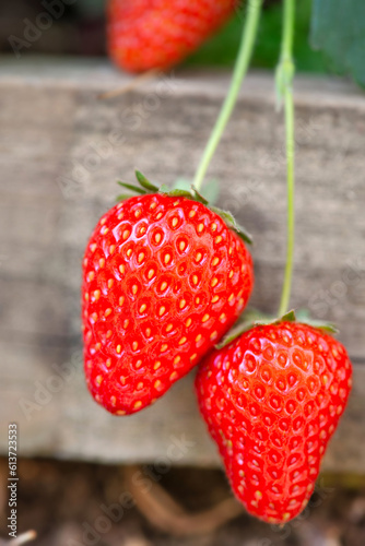closeup on ripe organic strawberries against a wooden board  in the garden