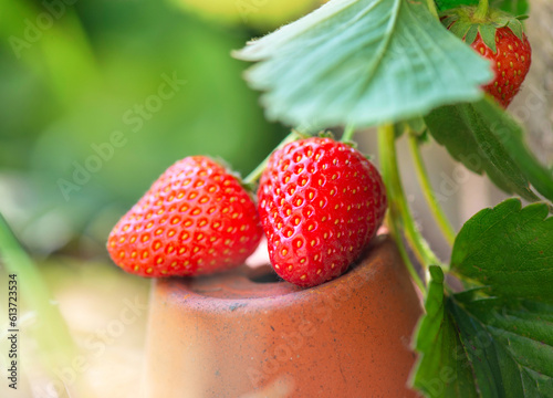 closeup on ripe organic strawberries put on a terra cotta flower pot among le...