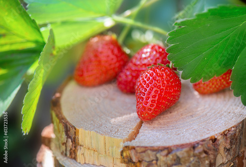 closeup on ripe organic strawberries on a wooden log with sunny light in leaf...