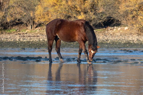 Brown bay wild horse stallion grazing on water grass in the Salt River near Mesa Arizona United States