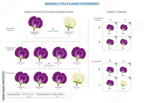 Mendel's pea experiment, Unraveling laws of inheritance, genetic inheritance revelations