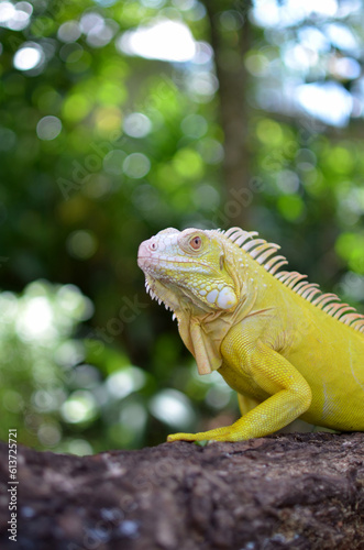 Fototapeta Naklejka Na Ścianę i Meble -  Iguanas are a genus of lizards that live in the tropics of Central America, South America and the Caribbean islands. The iguana that I photographed is an albino iguana that I photographed in the Solok
