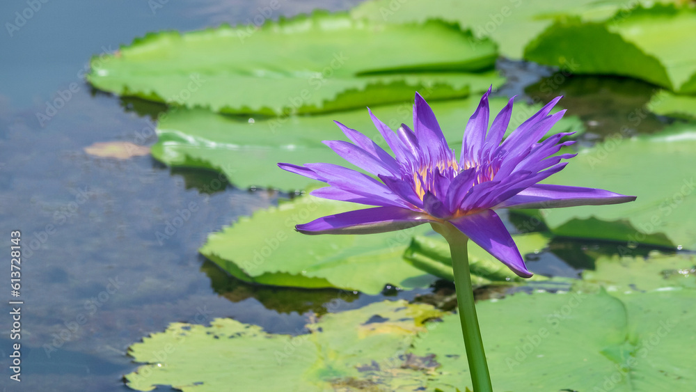 Purple water lily with yellow pollen in the pond Purple water lily with yellow pollen in the pond