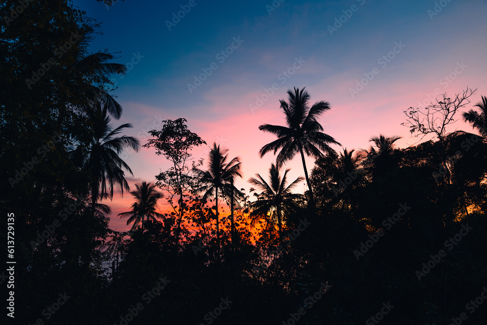 Palm trees and sky and twilight
