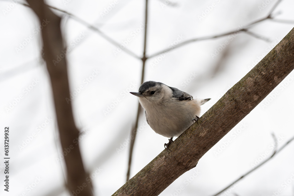 Naklejka premium white breasted nuthatch perched on a branch