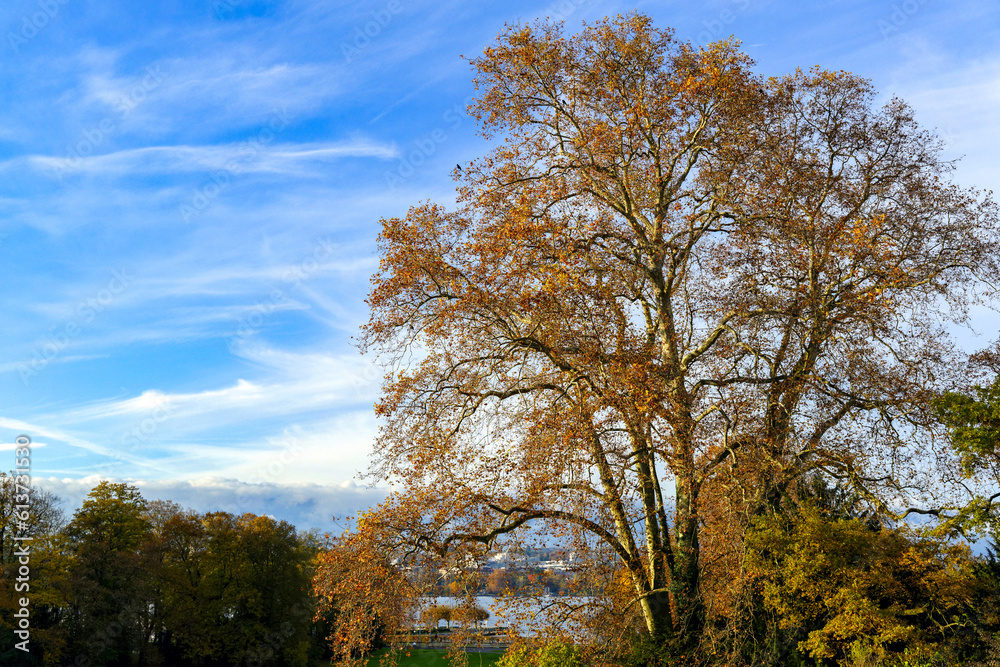 Fototapeta premium Le Parc de la Grange à Genève en automne