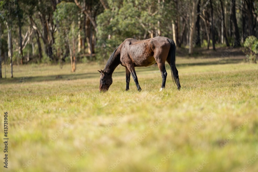 Beautiful Horse in a field on a farm in Australia. Horses in a meadow Beautiful Horse in a field on a farm in Australia. Horses in a meadow