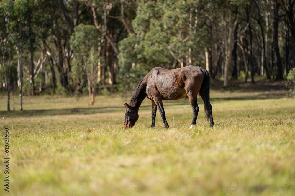 Beautiful Horse in a field on a farm in Australia. Horses in a meadow Beautiful Horse in a field on a farm in Australia. Horses in a meadow