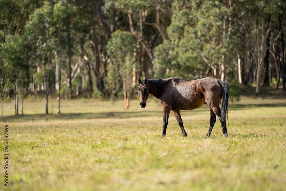 Wild horses grazing on grass on a ranch in America. Wild horses grazing on grass on a ranch in America.