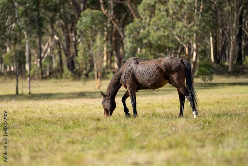 Beautiful Horse in a field on a farm in Australia. Horses in a meadow © Phoebe