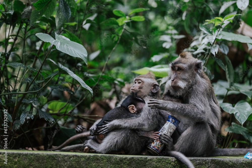 Obraz premium Family of Balinese long-tailed macaque monkey in Ubud monkey forest, Bali, Indonesia.
