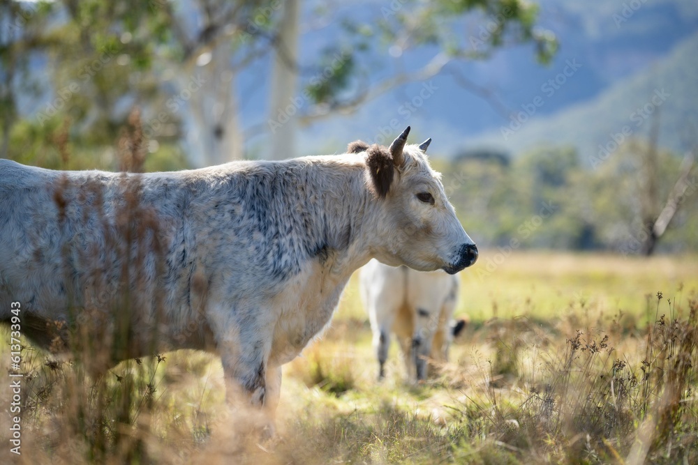 Beautiful Sustainable Cows Grazing on Native Pastures: A Serene Ranching Experience in America Beautiful Sustainable Cows Grazing on Native Pastures: A Serene Ranching Experience in America