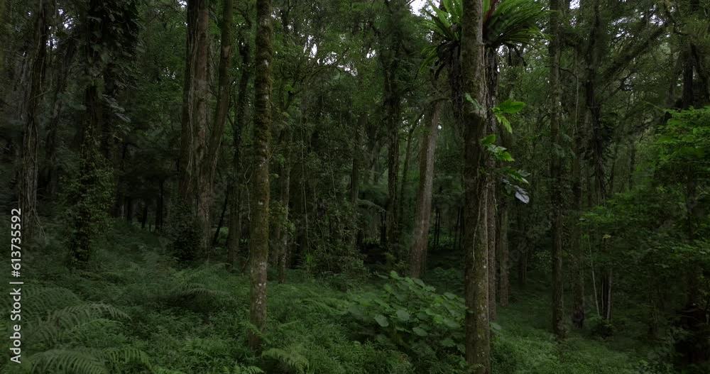 Drone view of Bali. Tropical forest interior. Nature background of a rainforest Drone view of Bali. Tropical forest interior. Nature background of a rainforest