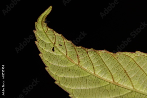 Close up photo of green leaf tip with serate margin photo