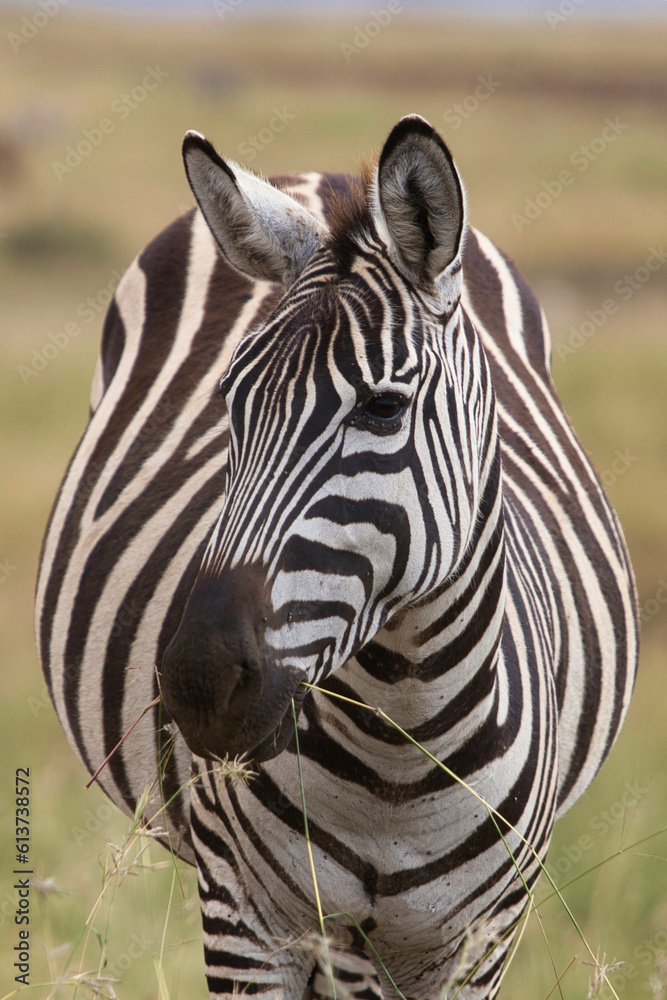 Naklejka premium zebra close up