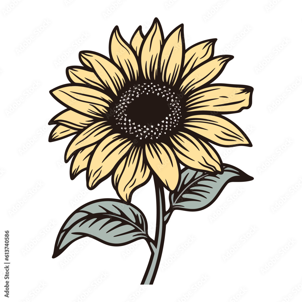 Fototapeta premium Sunflower with green leaves, sunflower, isolated on white background vector illustration.