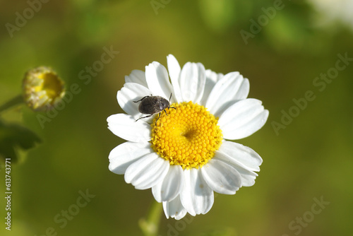 Bean weevil, broom seed beetle, Scotch broom bruchid (Bruchidius villosus). Family Chrysomelidae. On a flower of feverfew (Tanacetum parthenium), daisy family (Asteraceae). June, Dutch garden. photo