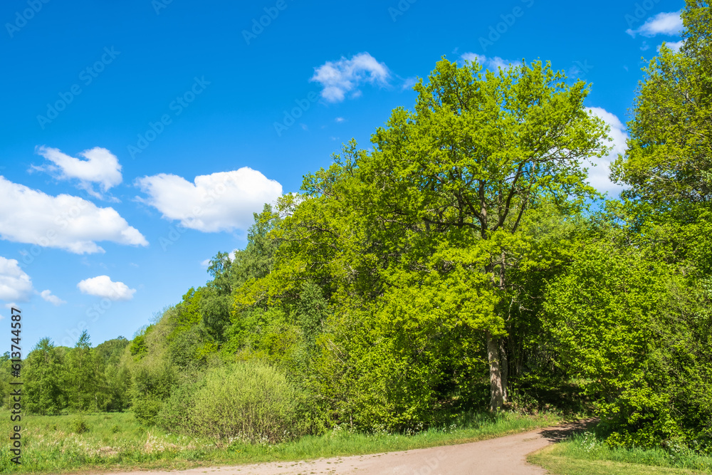 Gravel road with lush trees a sunny summer day Gravel road with lush trees a sunny summer day