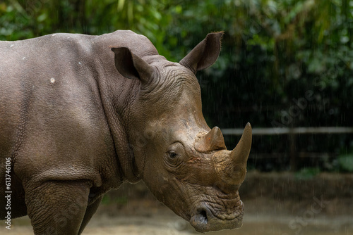 A closeup shot of a white rhinoceros or square-lipped rhino Ceratotherium simum head while playing