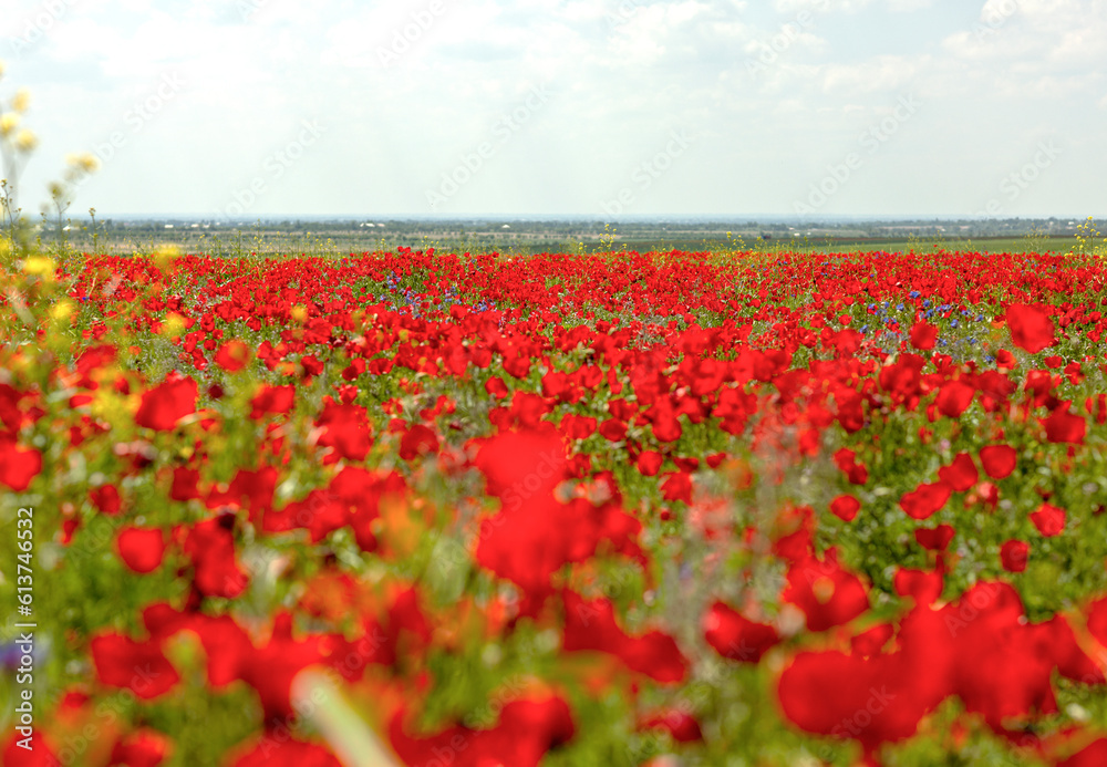 Fototapeta premium Red tulips decorate a large field