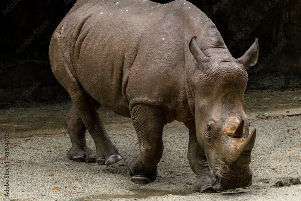 A close up photo of an endangered white rhino, rhinoceros face,horn and eye. South Africa A close up photo of an endangered white rhino, rhinoceros face,horn and eye. South Africa