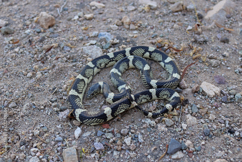 Long-nosed Snake - Rhinocheilus lecontei - in Arizona