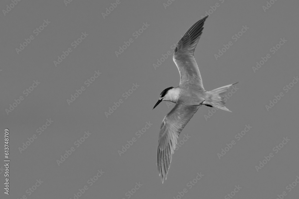 The sandwich tern in flight over the sea (B&W)