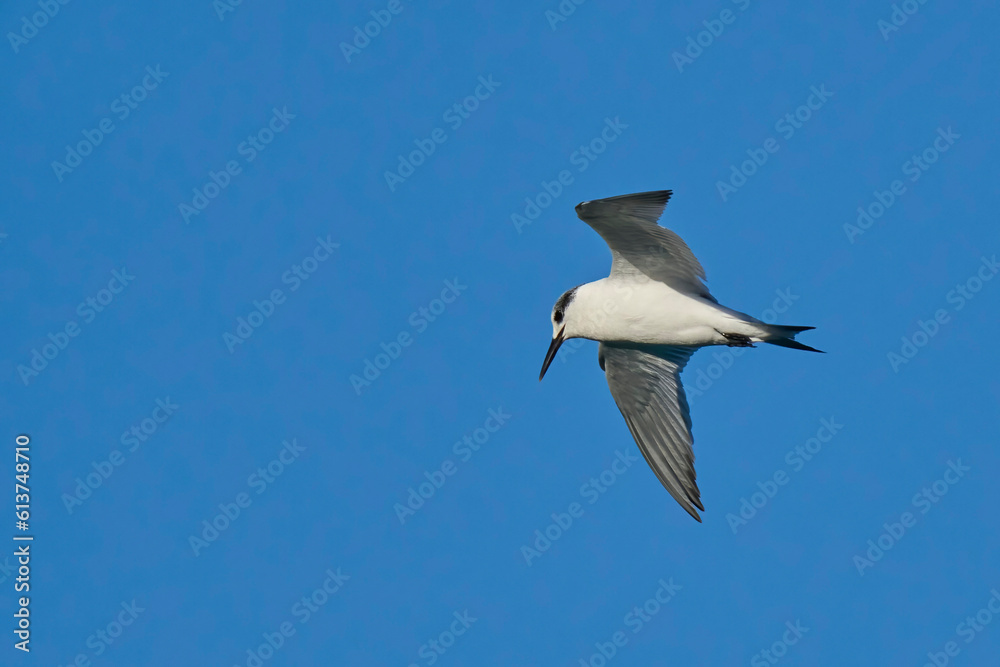 The sandwich tern in flight over the sea