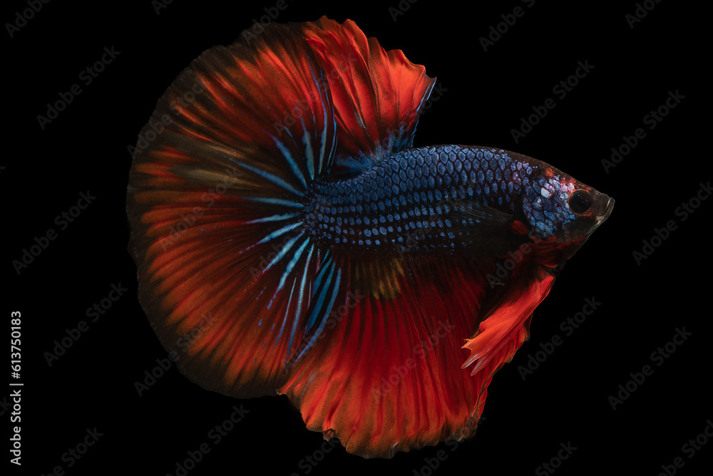 Blue betta fish with its elegant red tail through the water with grace showcasing its natural beauty among the dark, Multi color Siamese fighting fish, Bitten fish, Betta splendens. Blue betta fish with its elegant red tail through the water with grace showcasing its natural beauty among the dark, Multi color Siamese fighting fish, Bitten fish, Betta splendens.
