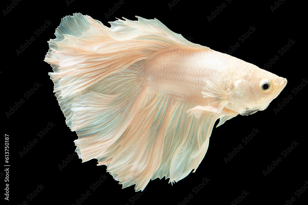 Beautiful white betta fish mesmerizes with its pristine pearl like scales that shimmer under the light creating a captivating display of elegance, Siamese fighting fish, Bitten fish, Betta splendens Beautiful white betta fish mesmerizes with its pristine pearl like scales that shimmer under the light creating a captivating display of elegance, Siamese fighting fish, Bitten fish, Betta splendens
