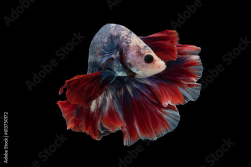 Movement the blue betta fish red tail sways gracefully adding a touch of elegance to its mesmerizing display on black background, Multi color Siamese fighting fish, Bitten fish.