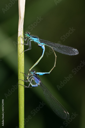 Close up of two feather dragonflies hanging from a stem. The dragonflies form a dragonfly ring in love with each other. The blue and green dragonfly stand out against the background.